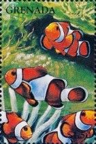 Clown fish
