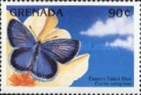 Eastern Tailed Blue (Everes comyntas)