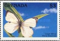 Large White (Pieris brassicae)