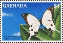 Mocker Swallowtail (Papilio dardanus)