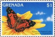 American Painted Lady (Vanessa virginiensis)