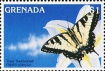 Tiger Swallowtail (Papilio glaucus)