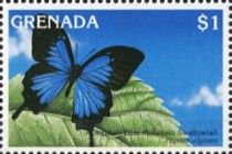 Australian Blue Mountain Swallowtail (Papilio ulysses)