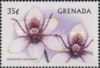 Trichoceros parviflorus
