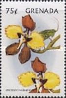 Oncidium macranthum