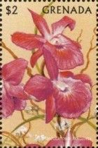 Broughtonia sanguinea