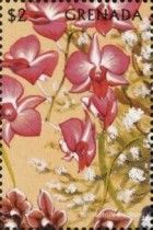 Dendrobium bigibbum