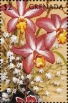 T. forcia, L. lucasiana