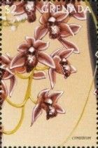 Cymbidium