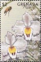 Odontoglossum crispum