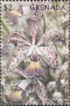 Cattleya brabantiae