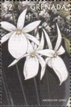 Angraecum leonis