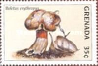 Boletus erythropus
