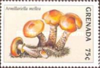 Armillariella mellea