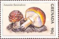 Amanita flavorubens