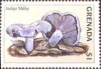 Lactarius indigo