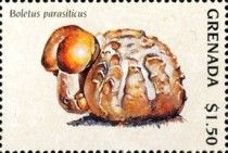 Boletus parasiticus