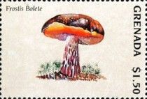 Frostis bolete
