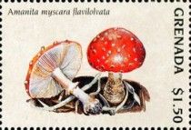 Amanita myscara flavilolvata