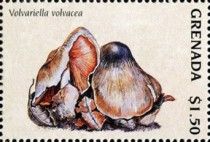 Volvariella volvacea