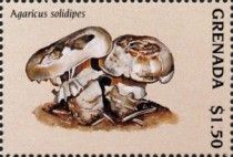 Agaricus solidipes