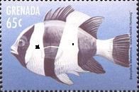Black-tailed humbug (Dascyllus melanurus)