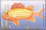 Common squirrelfish (Holocentrus diadema)