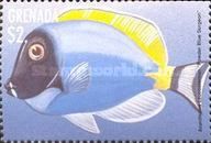 Powder blue surgeon (Acanthurus leucosternon)