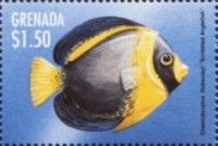 Scribbled Angelfish (Chaetodontoplus duboulayi)