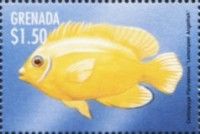 Lemonpeel angelfish (Centropyge flavissima)