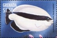 Bandit angelfish (Apolemichthys arcuatus)