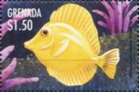 Yellow tang
