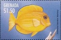 Blue tang (Acanthurus coeruleus)