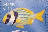 Porkfish (Anisotremus virginicus)