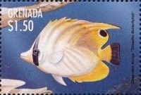 Threadfin butterflyfish (Chaetodon auriga)