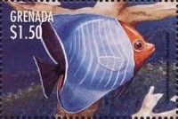 Red-headed (Chaetodon larvatus)