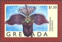 Paphiopedilum purpuratum