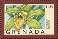 Cymbidium eburneum