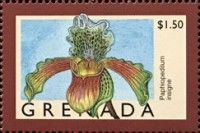 Paphiopedilum insigne