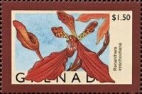 Renanthera imschootiana