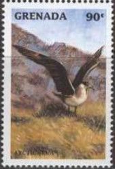 Arctic Skua (Stercorarius parasiticus)