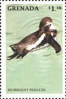Humboldt Penguin (Spheniscus humboldti)