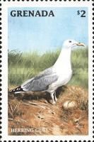 Herring Gull (Larus argentatus)