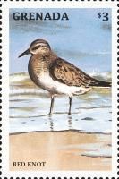 Red Knot (Calidris canutus)