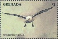 Northern Fulmar (Fulmarus glacialis)
