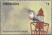 Black-legged Kittiwake (Rissa tridactyla)