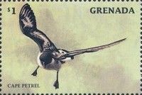 Cape Petrel (Daption capense)