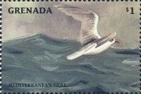 Mediterranean Gull (Ichthyaetus melanocephalus)