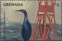 Brandt's Cormorant (Urile penicillatus)
