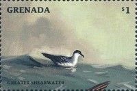 Greater Shearwater (Ardenna gravis)